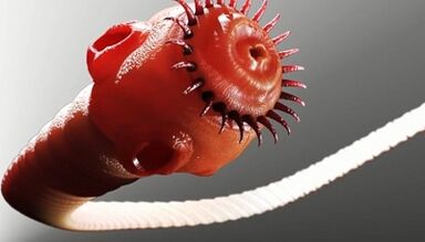 видови на паразити во човечкото тело